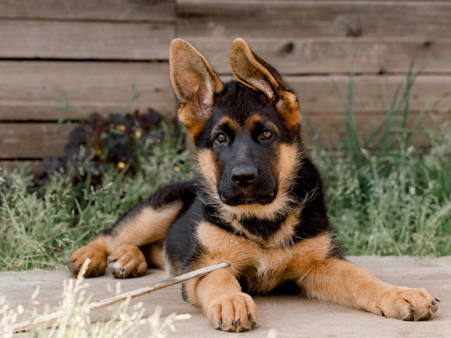 STRUCTURE CANINE SKIN