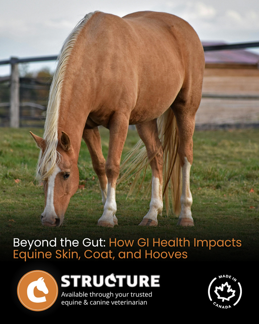 Beyond the Gut: How GI Health Impacts Equine Skin, Coat, and Hooves