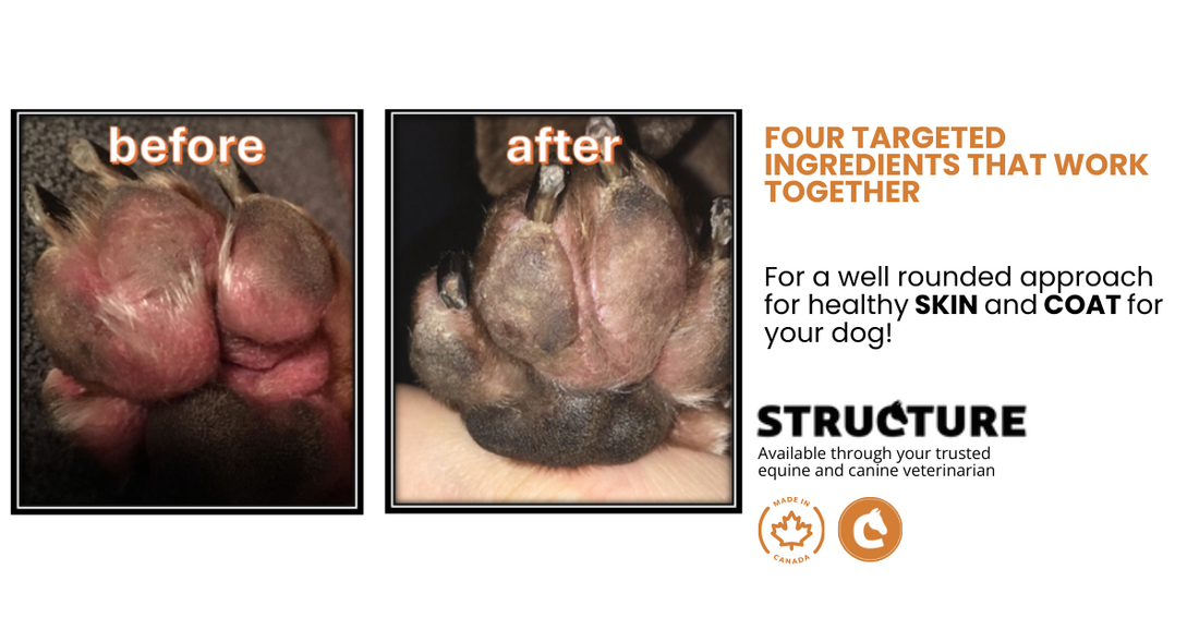 STRUCTURE CANINE SKIN HEALTH