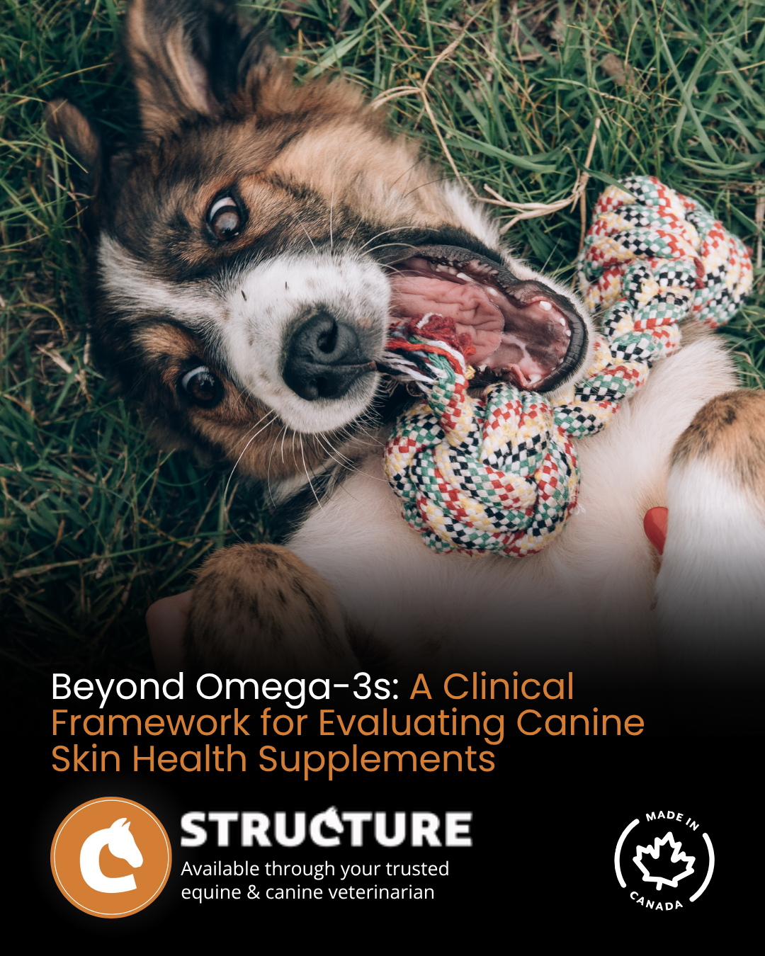 Beyond Omega-3s: A Clinical Framework for Evaluating Canine Skin Health Supplements