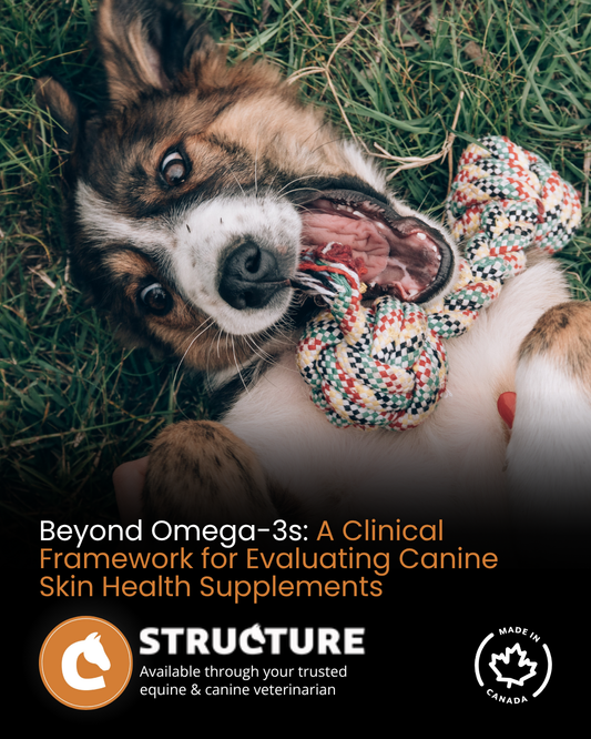 Beyond Omega-3s: A Clinical Framework for Evaluating Canine Skin Health Supplements
