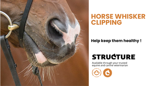 Horse's Whiskers Clipping?