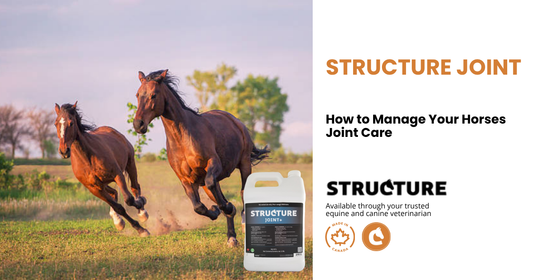 KEEPING YOUR HORSES JOINTS HEALTHY!