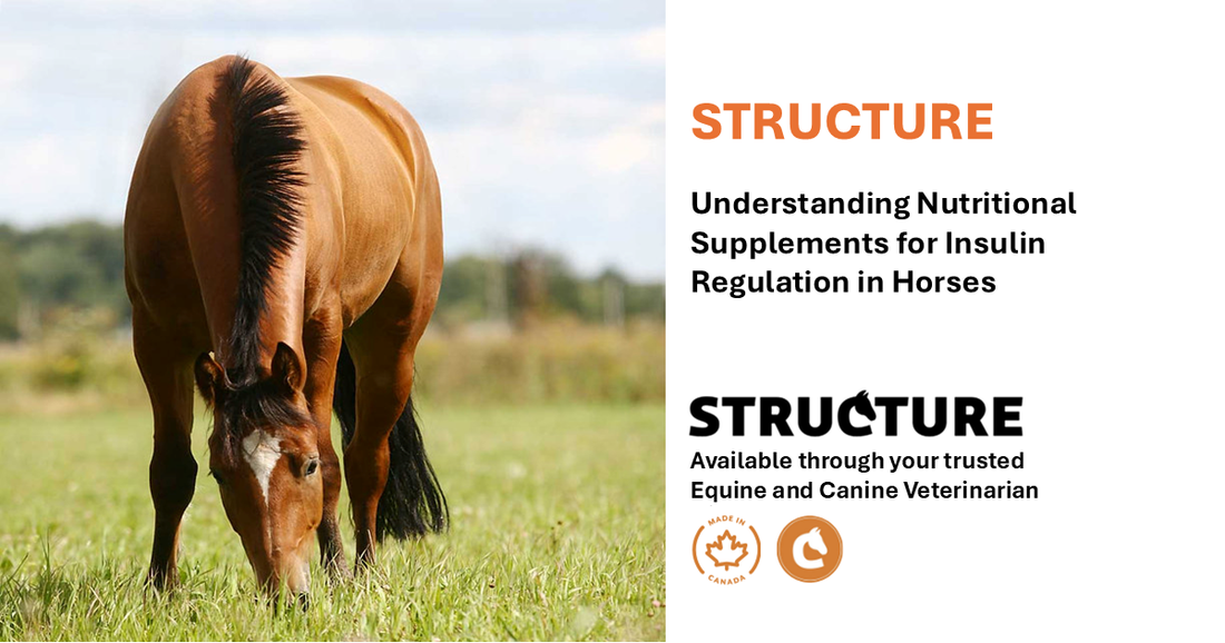 Equine Metabolic Syndrome