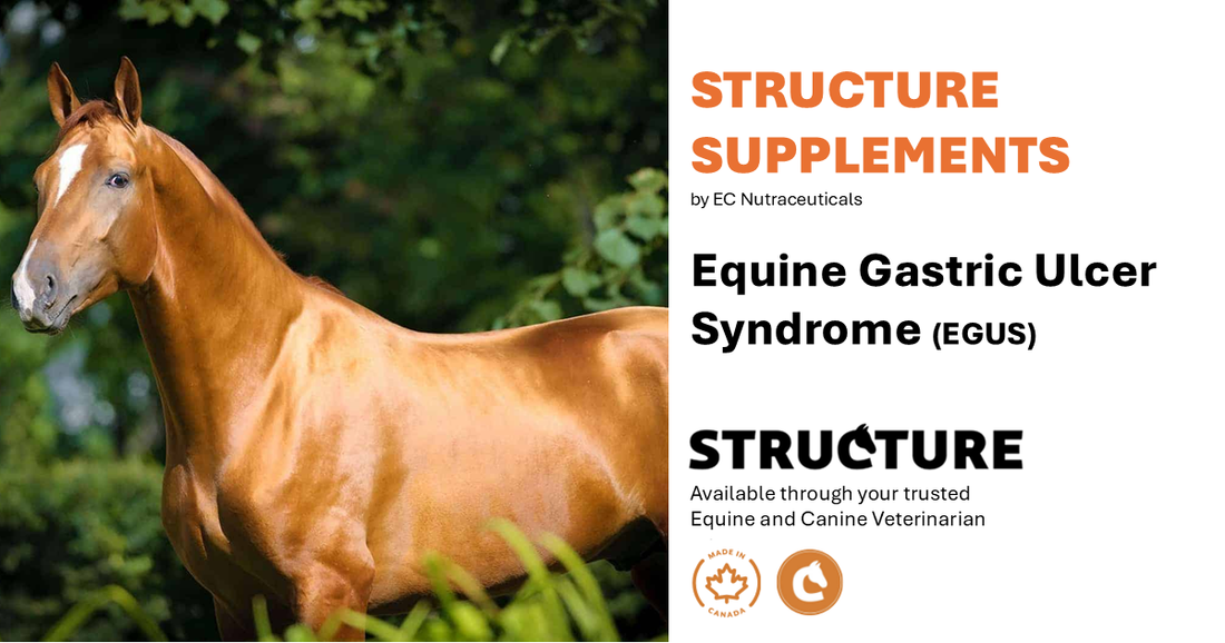 Equine Gastric Ulcer Syndrome (EGUS)