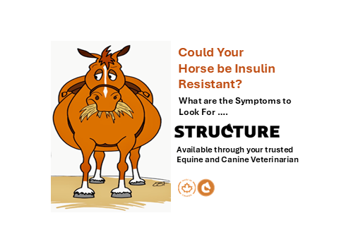Symptoms of an Insulin‑Resistant Horse