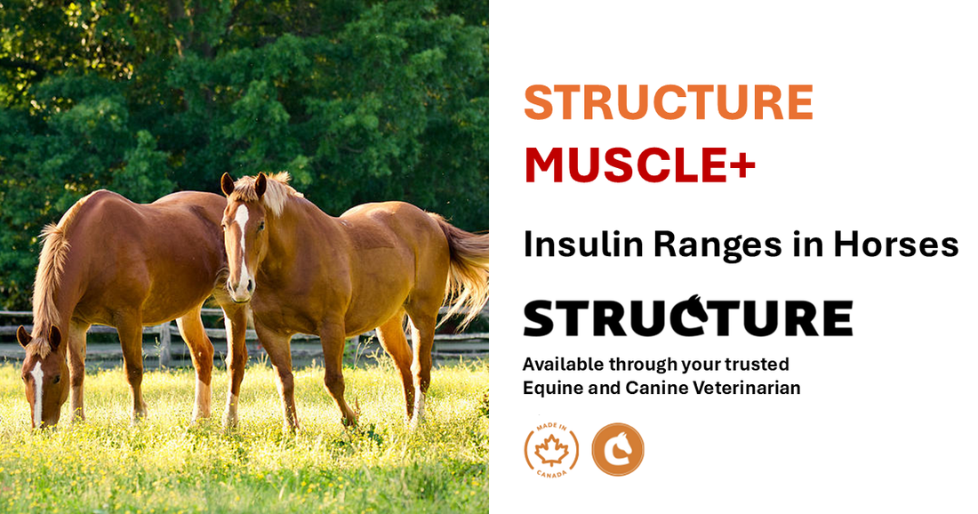Insulin Ranges in Horses