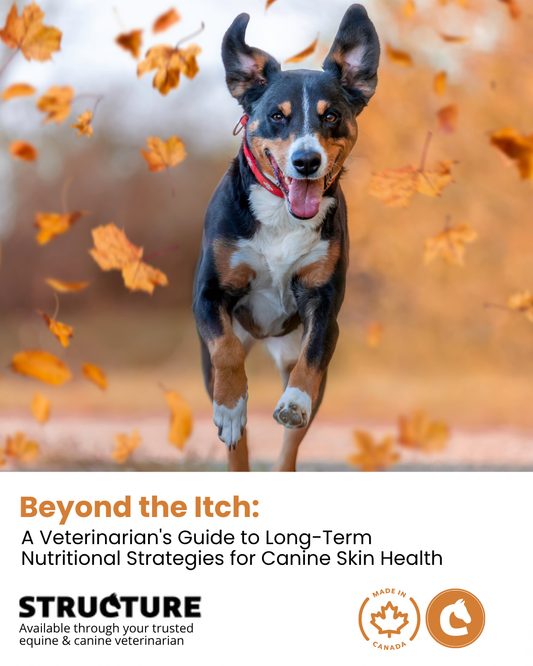 Beyond the Itch: A Veterinarian's Guide to Long-Term Nutritional Strategies for Canine Skin Health