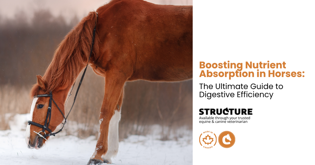 Horse nutrient absorption
