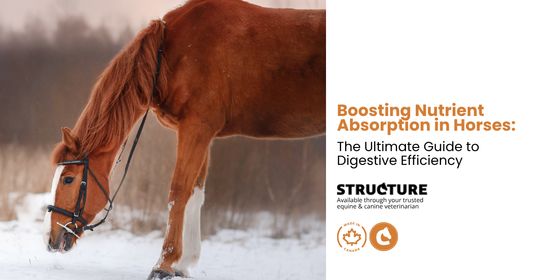 Horse nutrient absorption