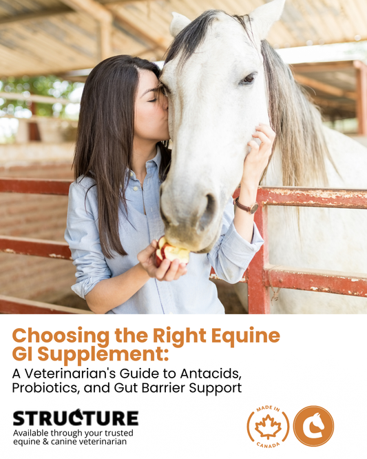Choosing the Right Equine GI Supplement: A Veterinarian's Guide to Antacids, Probiotics, and Gut Barrier Support