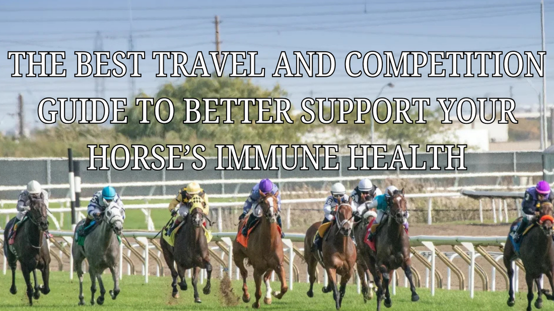 The Best Travel and Competition Guide To Better Support Your Horse’s Immune Health