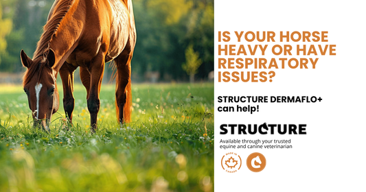 Is Your Horse Heavy or have Respiratory Issues?