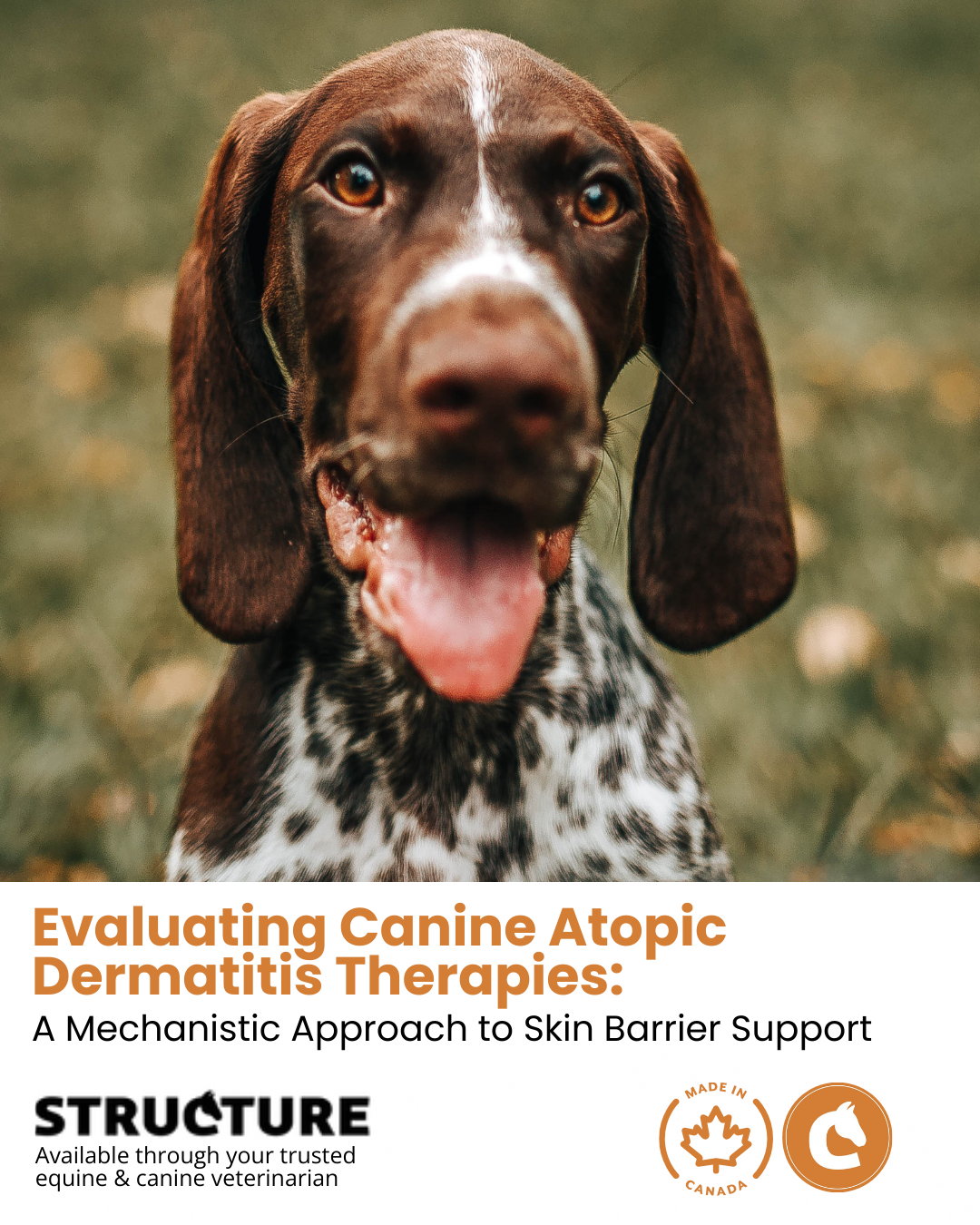 Evaluating Canine Atopic Dermatitis Therapies: A Mechanistic Approach to Skin Barrier Support