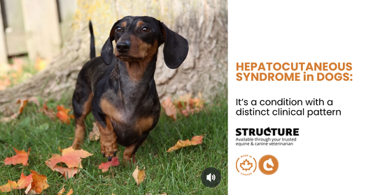 Hepatocutaneous Syndrome in Dogs or HCS