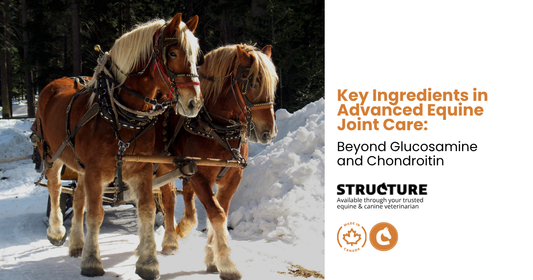 advanced horse joint supplements