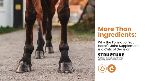 horse joint supplement format