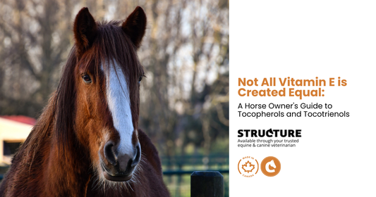 vitamin E for horses