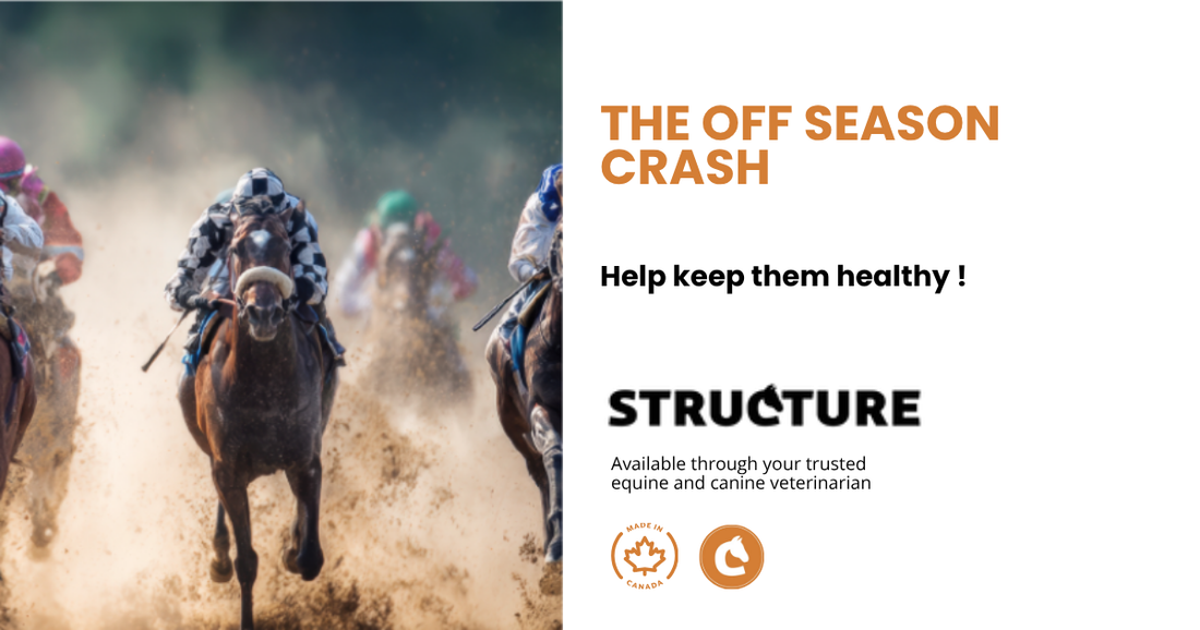 The Off-Season Crash: Understanding the Physiological Changes Racehorses Experience When Training Stops