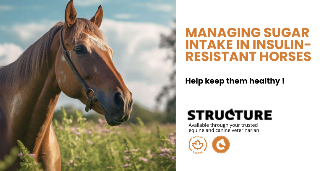 Managing Sugar Intake in Insulin-Resistant Horses