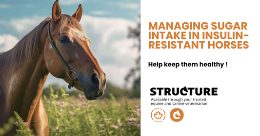 Managing Sugar Intake in Insulin-Resistant Horses