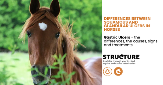 Differences between Squamous and Glandular Ulcers in Horses