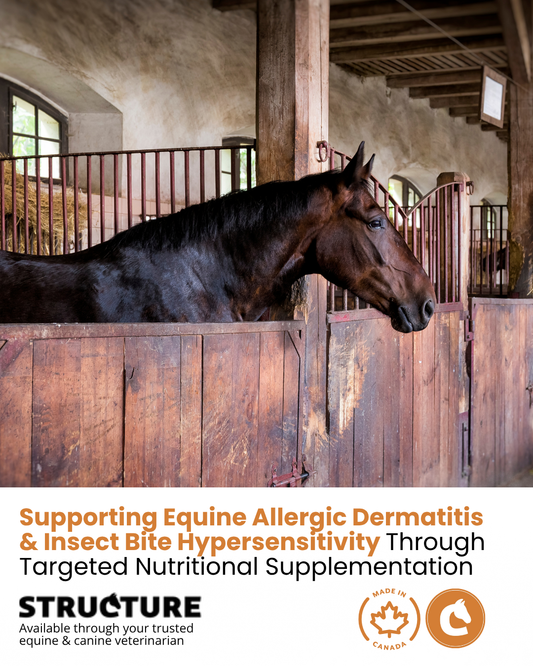 Supporting Equine Allergic Dermatitis & Insect Bite Hypersensitivity Through Targeted Nutritional Supplementation