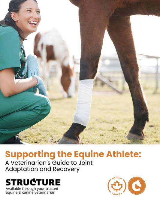 Supporting the Equine Athlete: A Veterinarian's Guide to Joint Adaptation and Recovery
