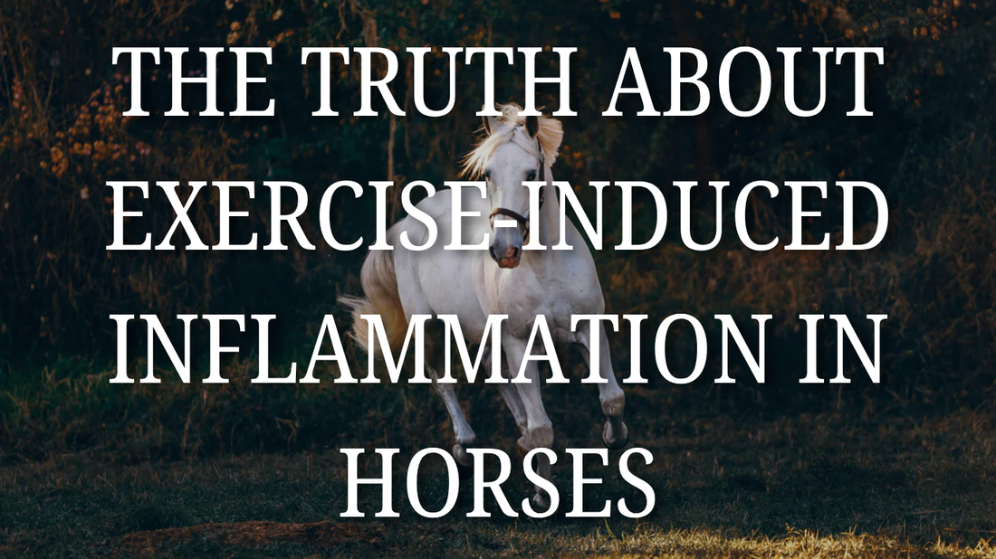 The Truth About Exercise-Induced Inflammation in Horses