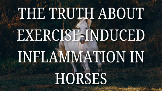 The Truth About Exercise-Induced Inflammation in Horses