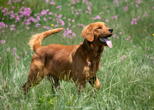 STRUCTURE CANINE JOINT