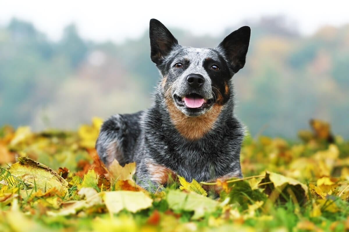 STRUCTURE CANINE SKIN