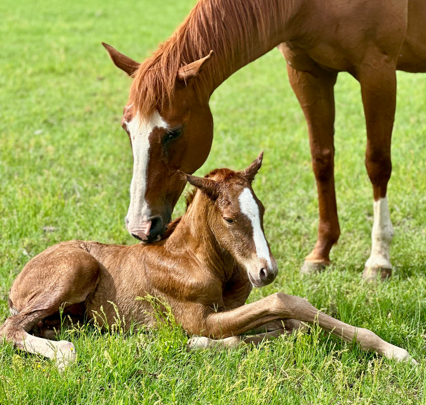 STRUCTURE BROODMARE+