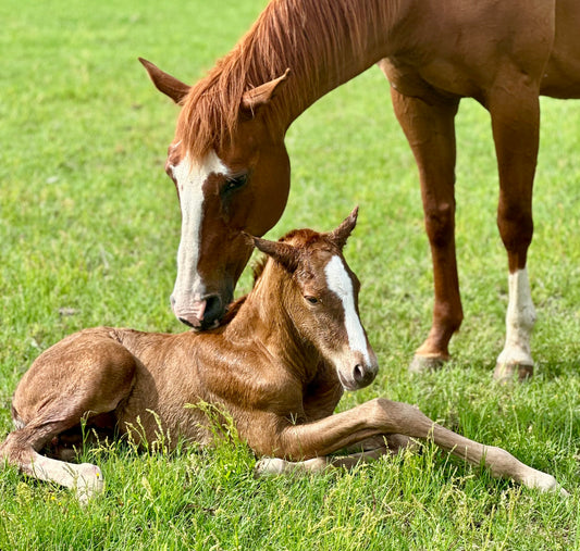STRUCTURE BROODMARE+